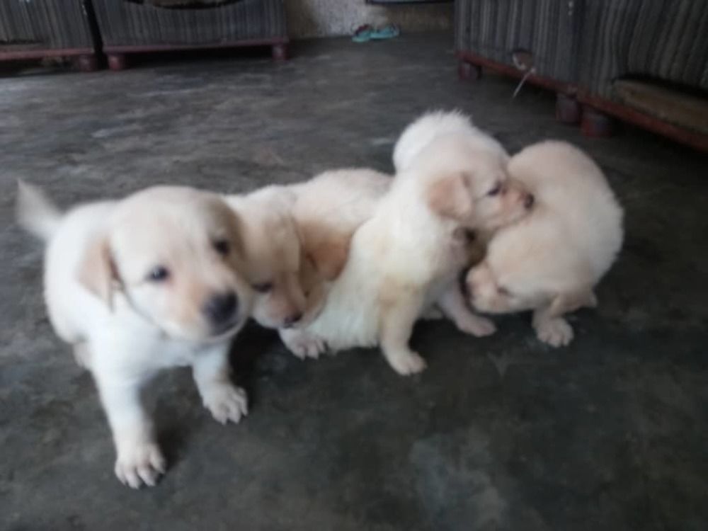 Chiot labrador Chiot labrador
