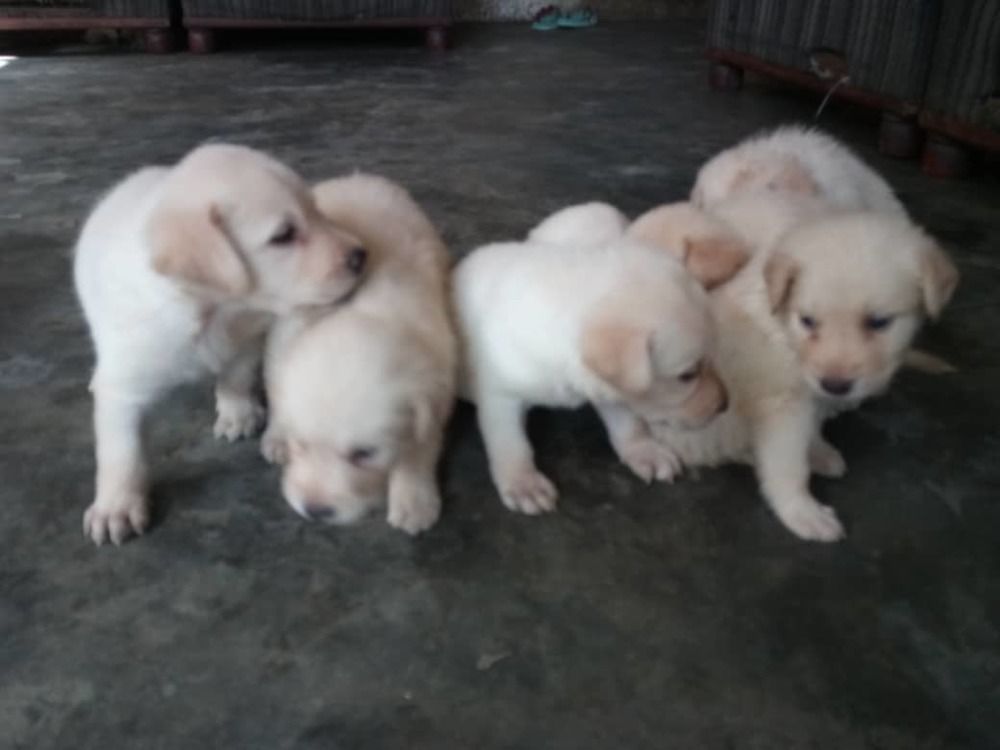 Chiot labrador Chiot labrador