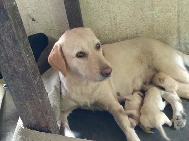 Chiot labrador Chiot labrador