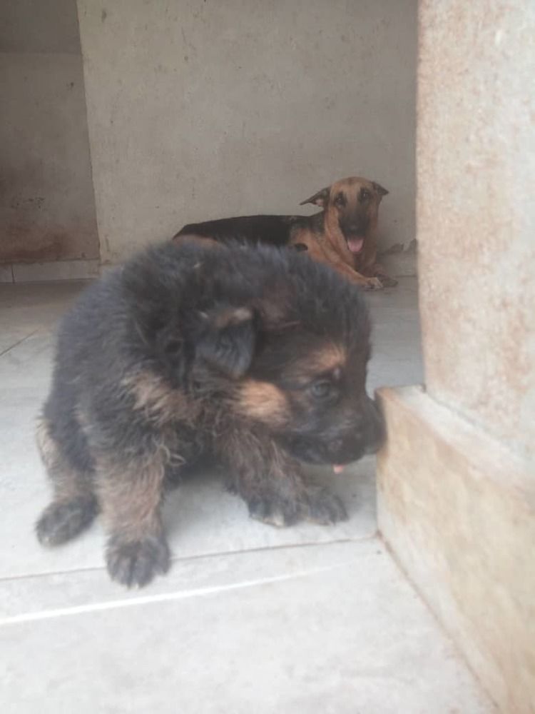 Chiots berge allemand pur sang disponible Chiots berge allemand pur sang disponible