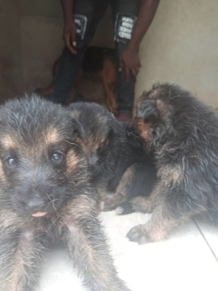 Chiots berge allemand pur sang disponible Chiots berge allemand pur sang disponible