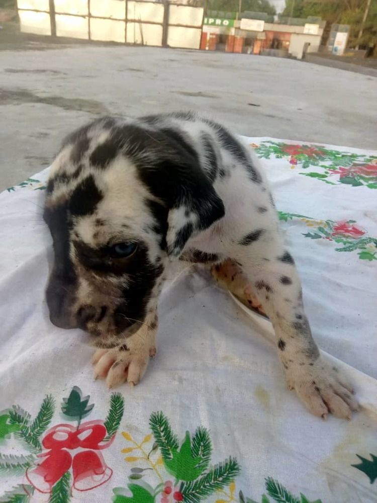 Chiots dog allemand arlequins pur sang disponible Chiots dog allemand arlequins pur sang disponible