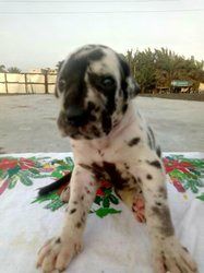 Chiots dog allemand arlequins pur sang disponible Chiots dog allemand arlequins pur sang disponible