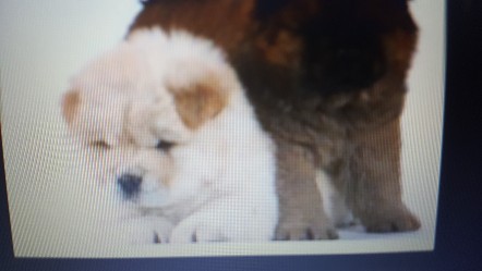 Cherche Chow-Chox Cherche Chow-Chox