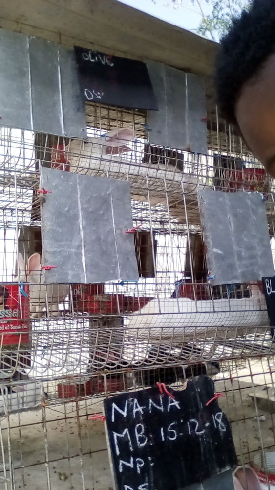 VENTE DE LAPIN DE 2kg