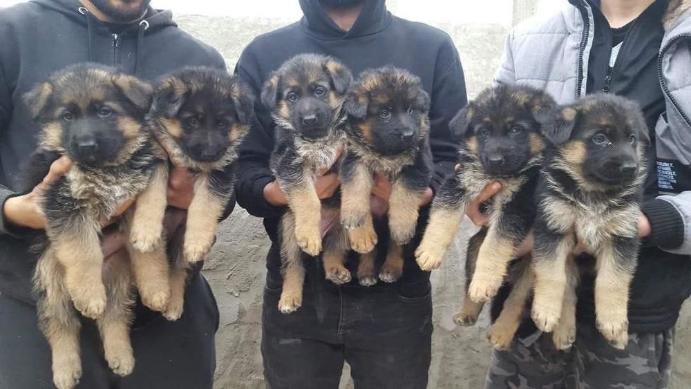 Chiots berger allemand