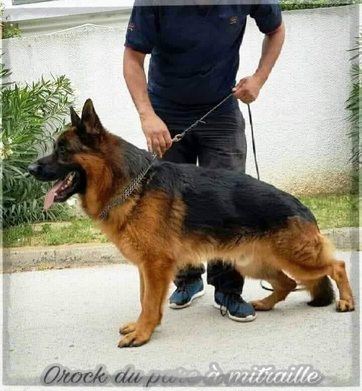 Chiots berger allemand