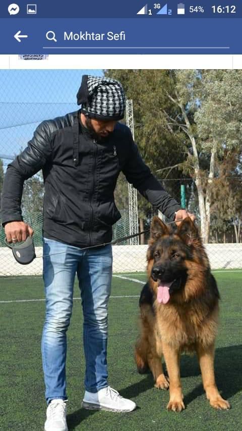 Chiots berger allemand