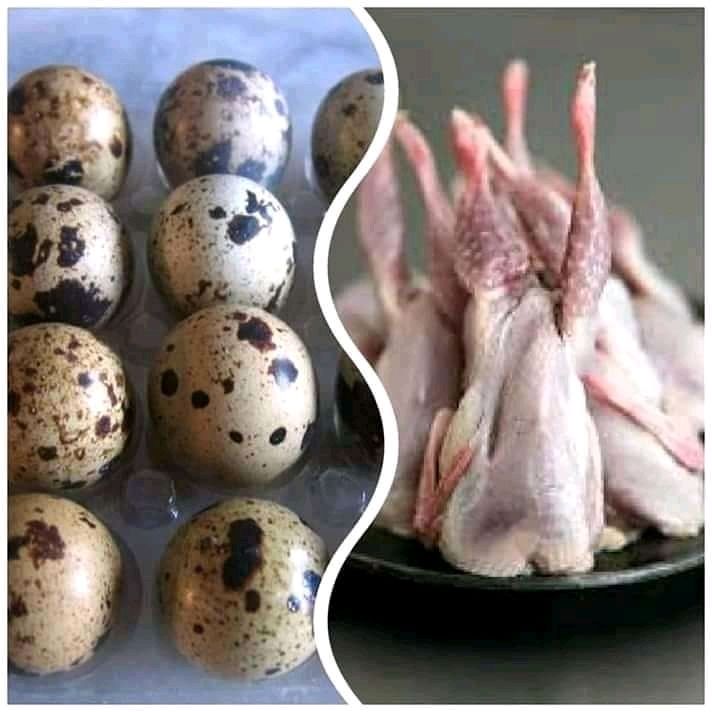 Caille Et Oeufs De Caille