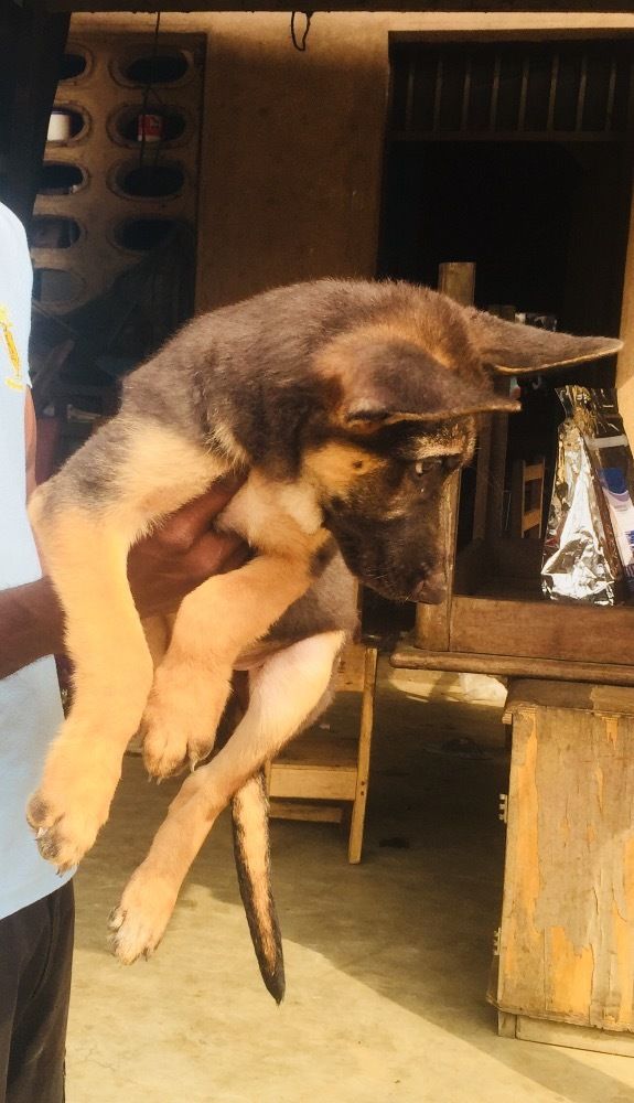 Chiots Berger Allemand Pur Sang