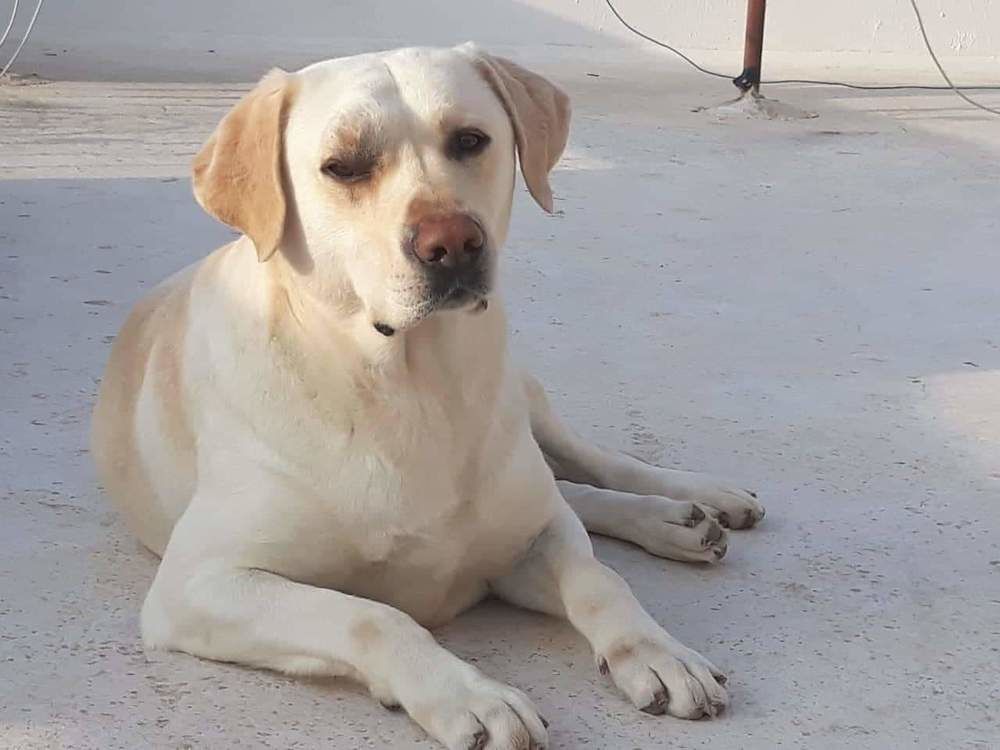 Labrador pure race