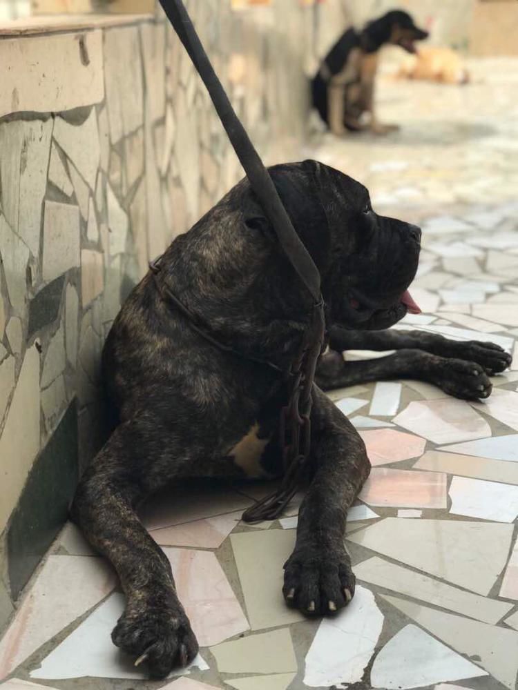 Cane corso bringé