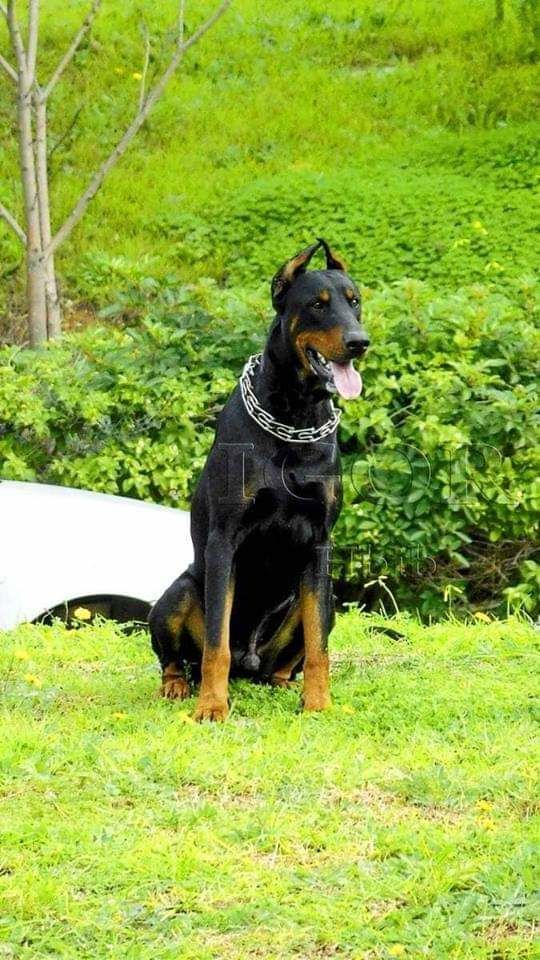 Doberman pure race