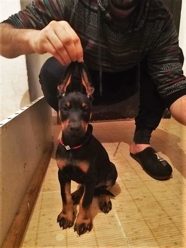 Doberman pure race