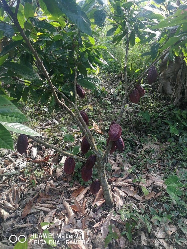 Plantation de cacao à vendre