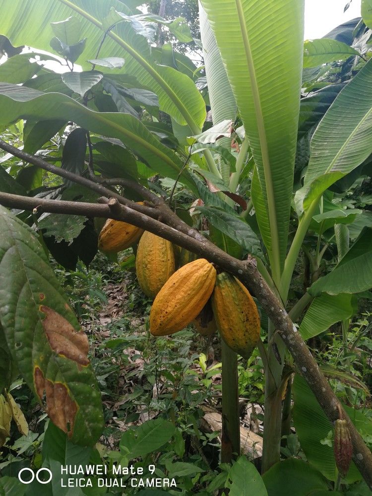 Plantation de cacao à vendre