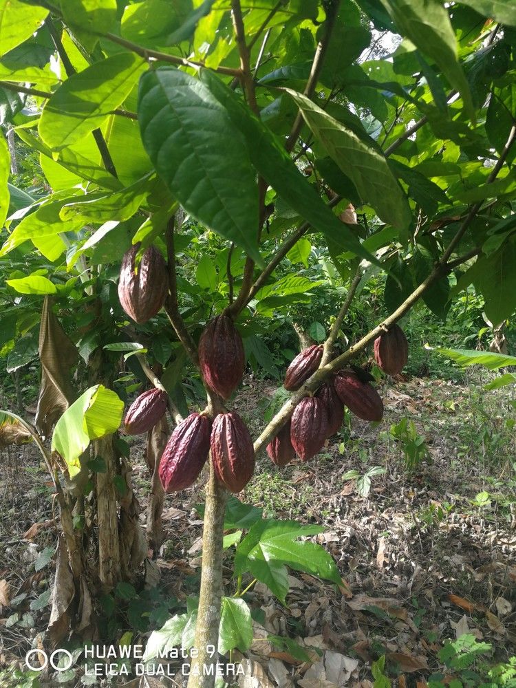 Plantation de cacao à vendre
