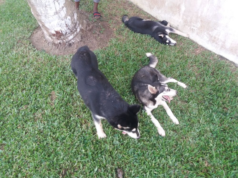 chiots Husky de Sibérie a vendre