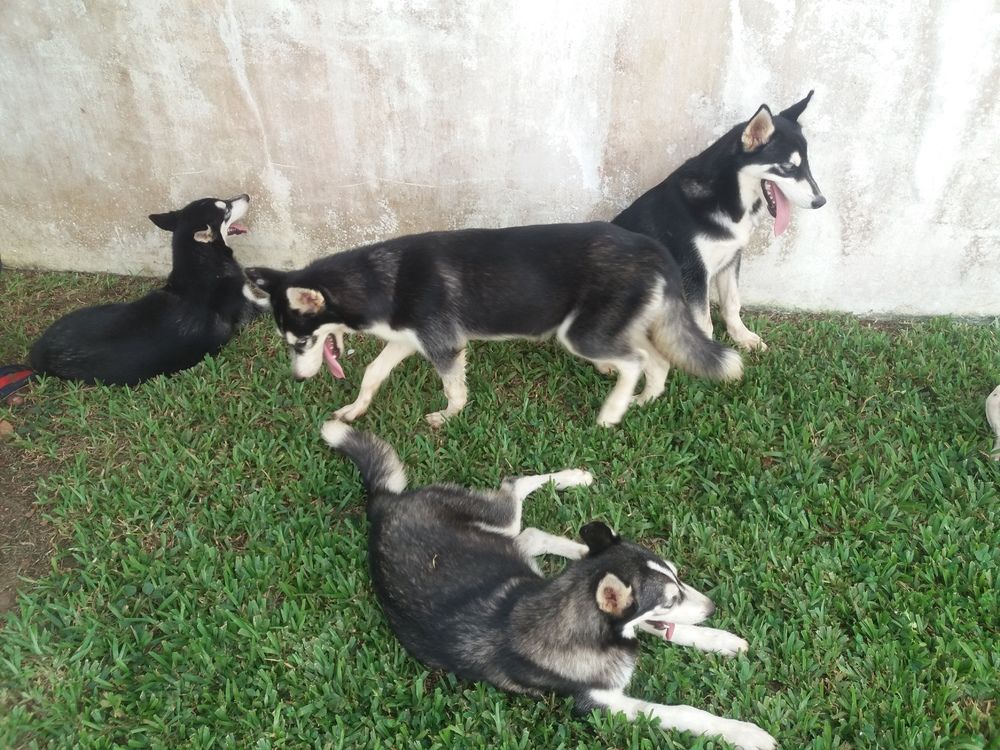 chiots Husky de Sibérie a vendre