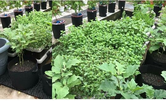 Création De Jardin Hors Sol