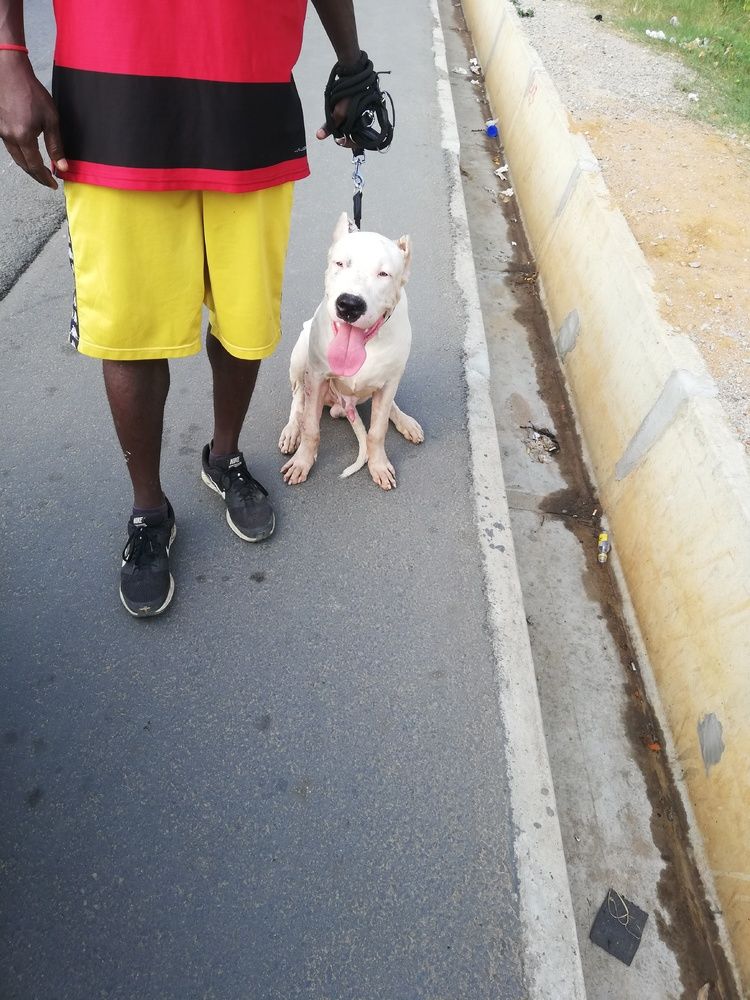 Chiots molosse pure race