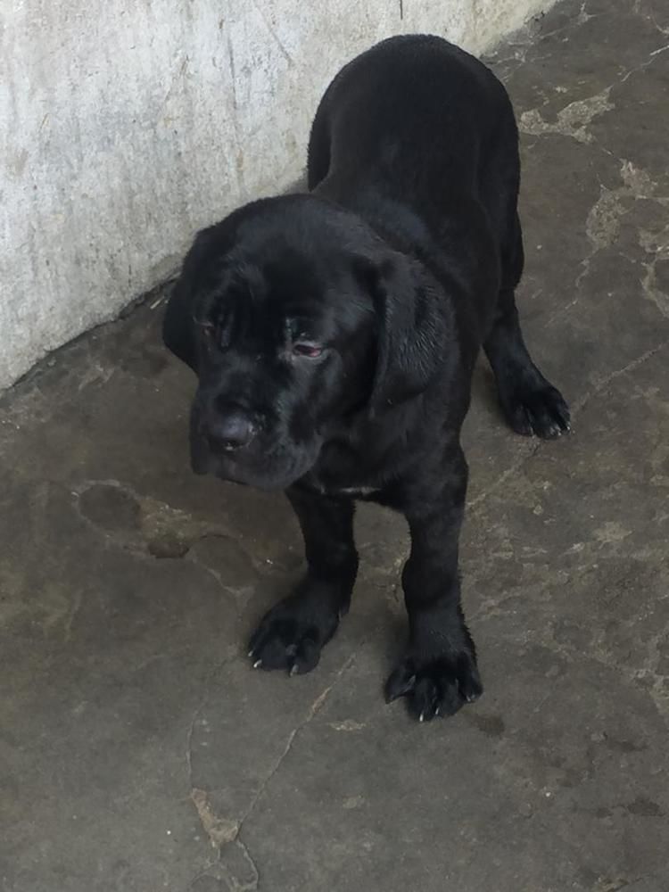 Chiots molosse pure race