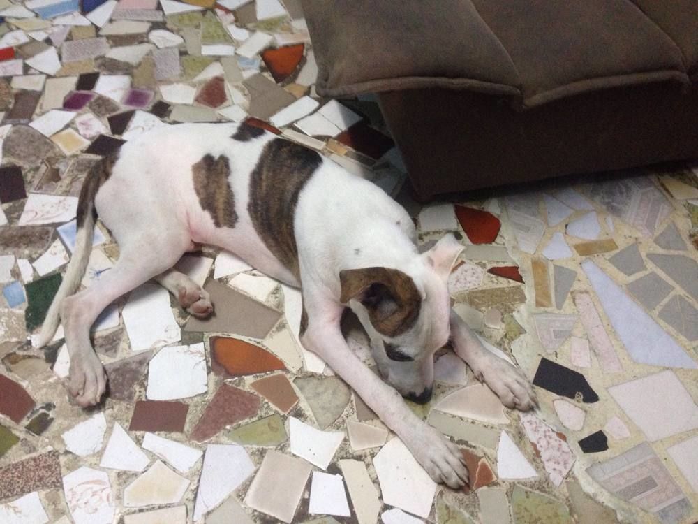 Chien de race Pitbull Protecteur a vendre