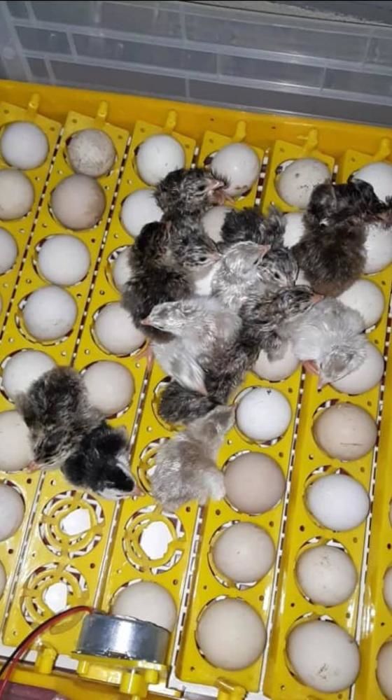 couveuses automatique