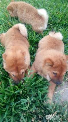 Chow Chow pure race avec langue bleue