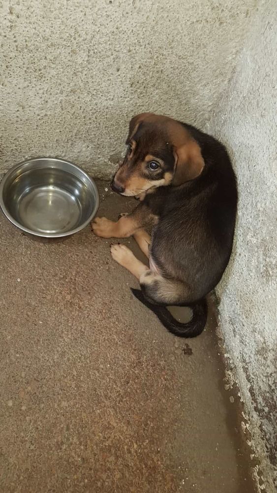 Chien Berger Allemand