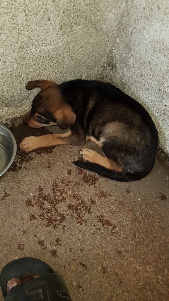 Chien Berger Allemand