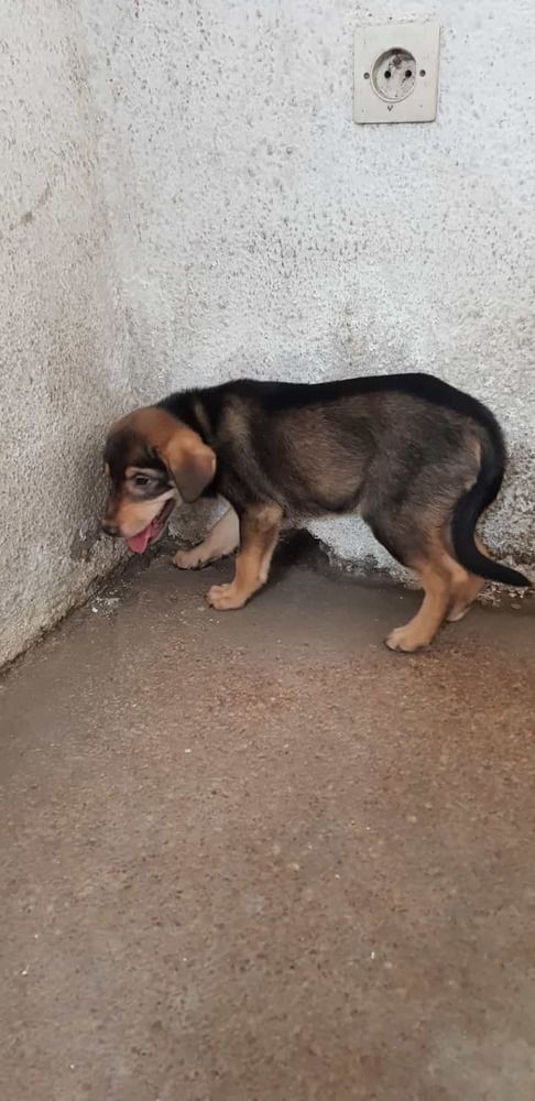 Chien Berger Allemand