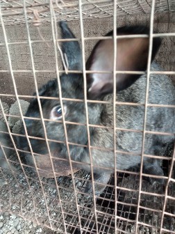Lapins Lapins