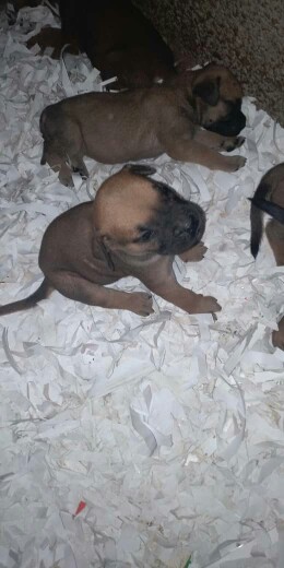 Chiots Boerboel Chiots Boerboel