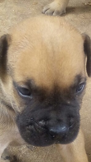 Chiots Boerboel Chiots Boerboel