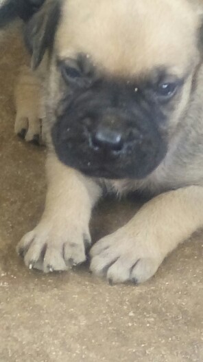 Chiots Boerboel Chiots Boerboel