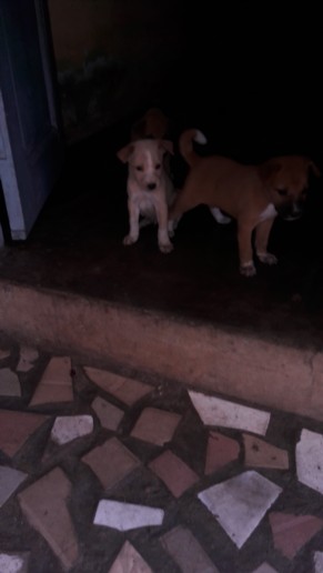 Chiots Chiots