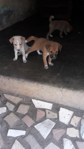 Chiots Chiots