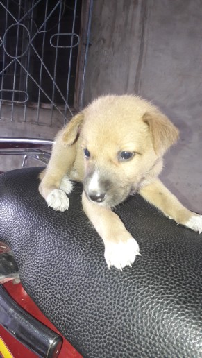Chiots Chiots