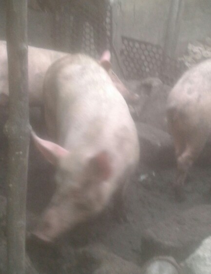 Porc Porc