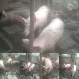 Porc Porc
