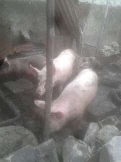 Porc Porc