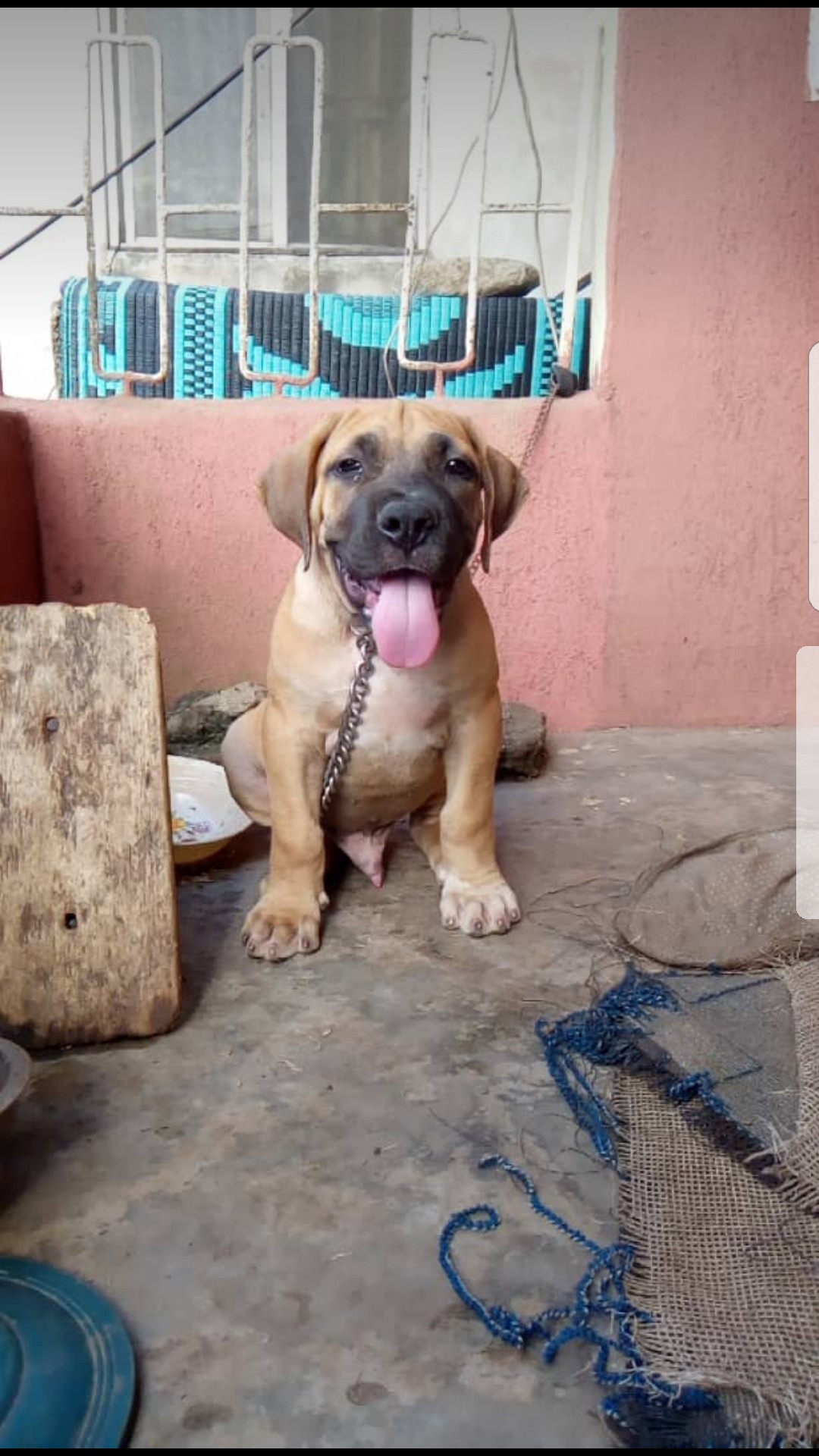 Boerboel Puissant Boerboel Puissant