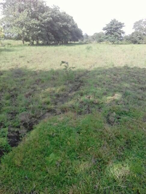 Terrain 2000 m² à Dubreka (yatia) Terrain 2000 m² à Dubreka (yatia)