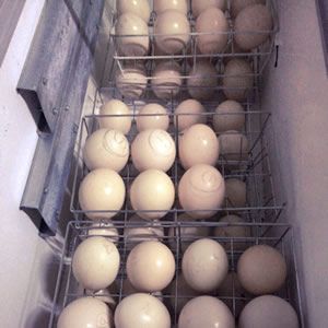 Poussins et œufs d'autruche Poussins et œufs d'autruche