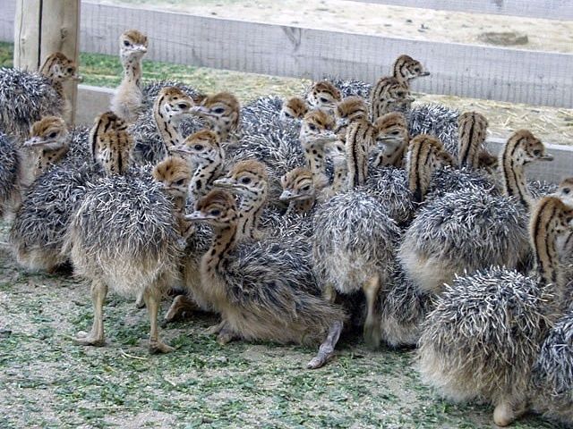 Poussins et œufs d'autruche Poussins et œufs d'autruche