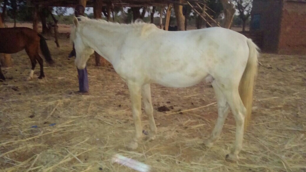 Chevaux de bonne race