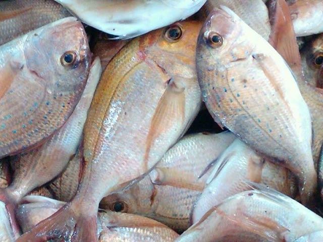 Poissons - fruits de mer