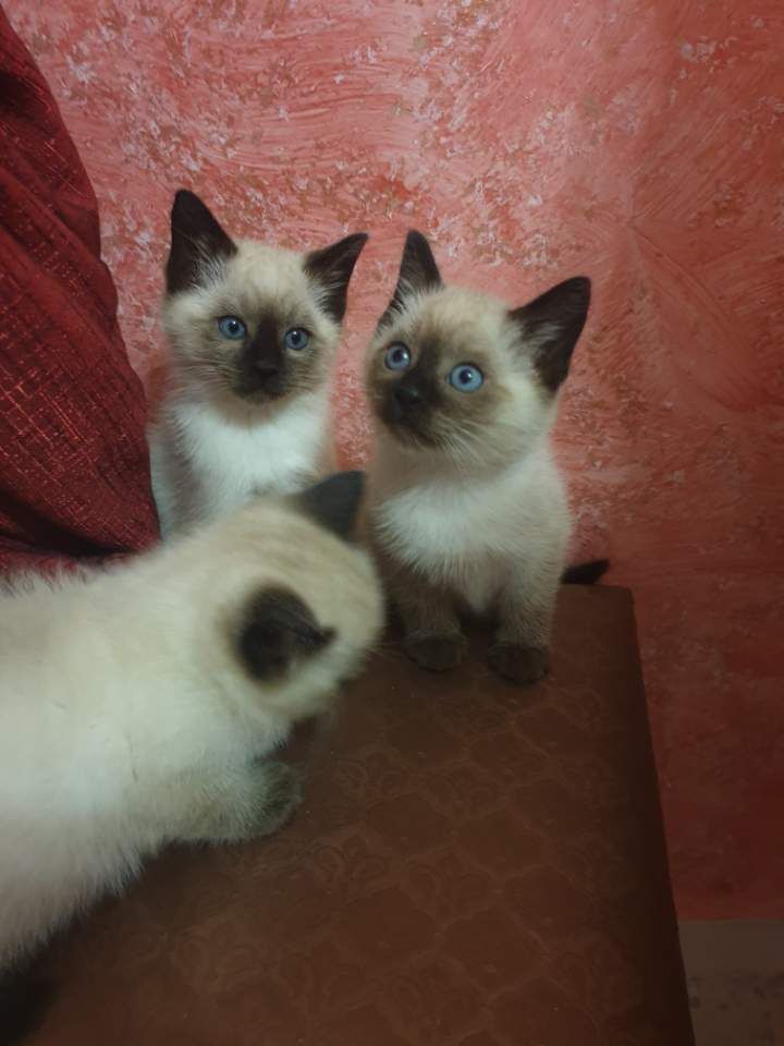 Chatons mâles Siamois