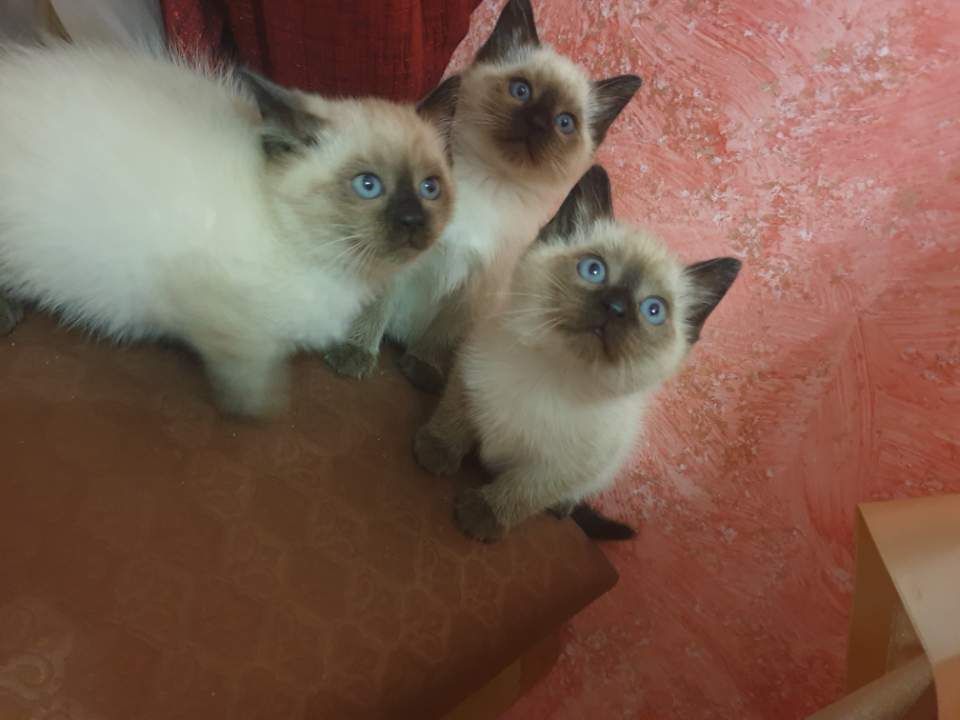 Chatons mâles Siamois